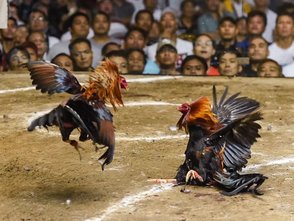 GEMAH Beberkan Dugaan Pemerasan Anggota DPRD DKI untuk Judi Sabung Ayam