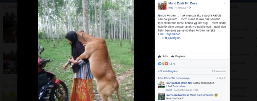 Tak Rela Dikurbankan, Sapi Ini Peluk Majikannya 